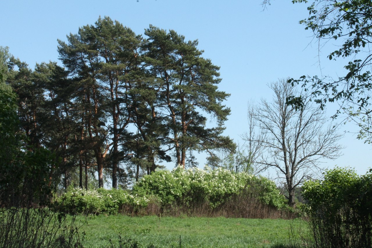 Nature in my village - My, The photo, Nature, Beginning photographer, Longpost