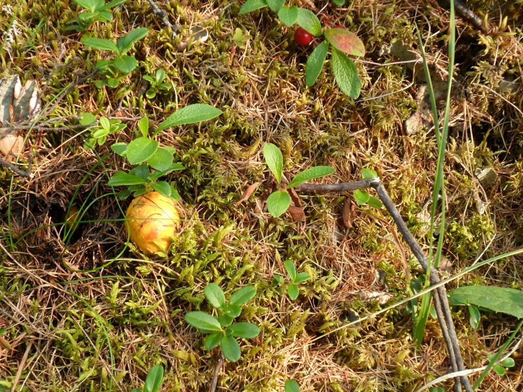 Yakut butterflies. - My, Autumn, Butterlets, Taiga, Mushrooms, Memories, , Longpost