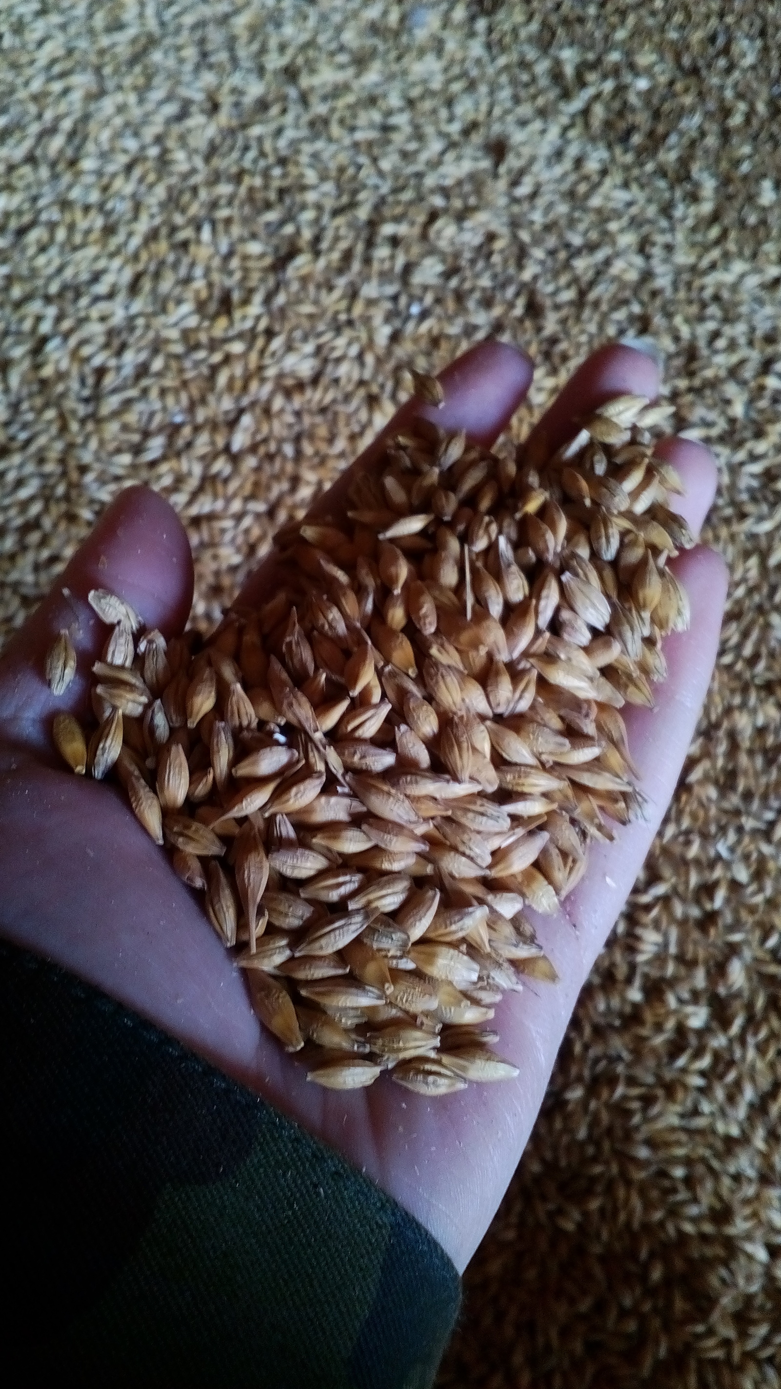 Сельское хозяйство. Протравливание семян. | Пикабу