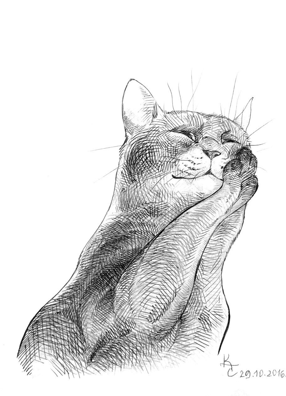 Pencil cats. Кот карандашом. Кошка рисунок. Рисунки о кошеккарандашом. Набросок кота карандашом.