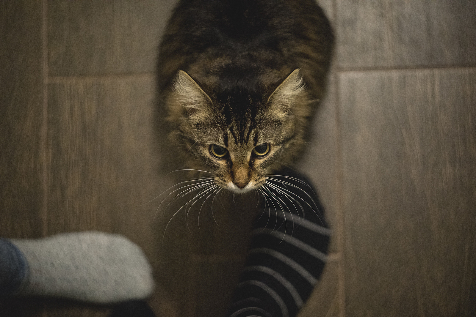 Duster cat - My, cat, The photo, Helios44, Sony a7r