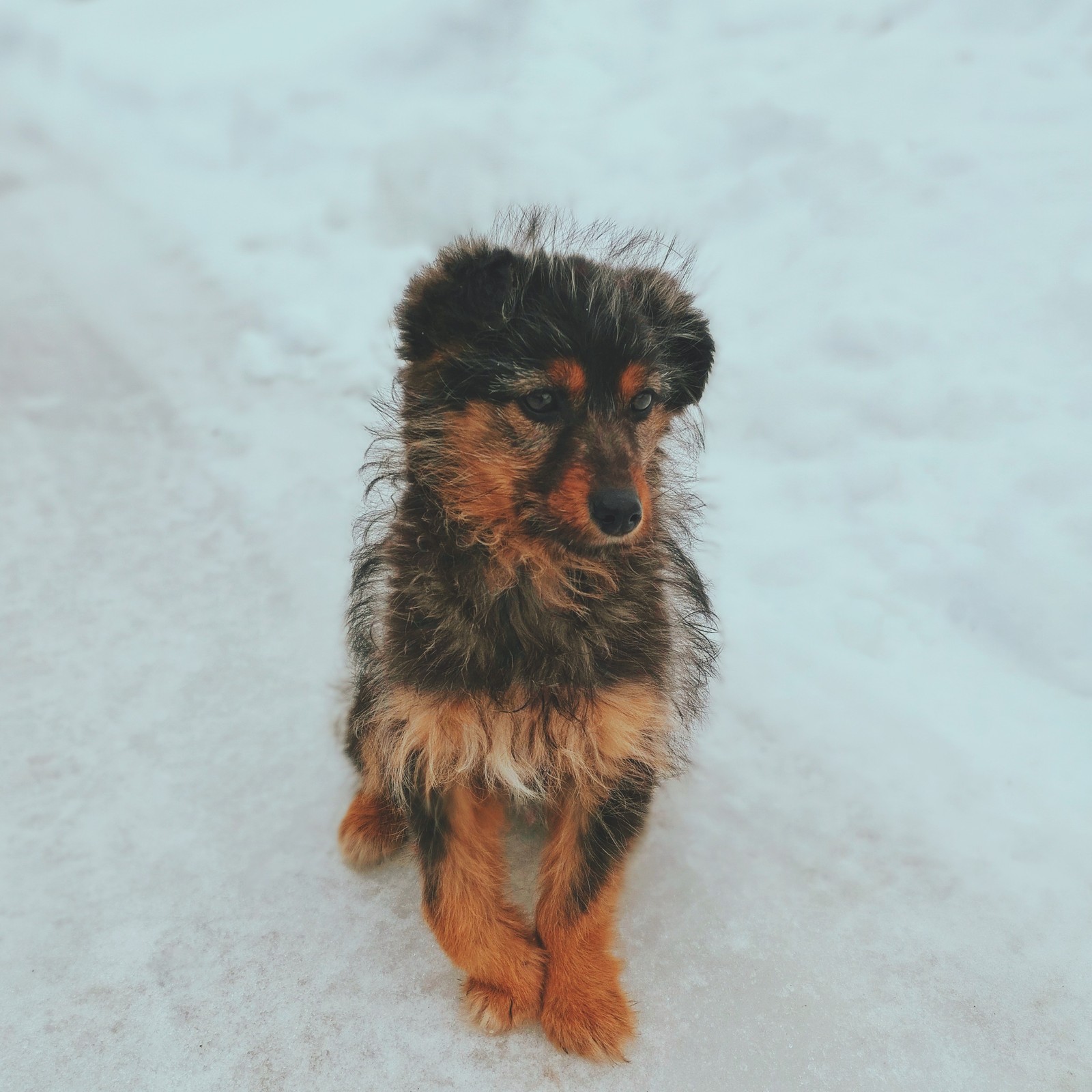 Sadness - My, Dog, , The photo, Vsco, Snapseed, Milota