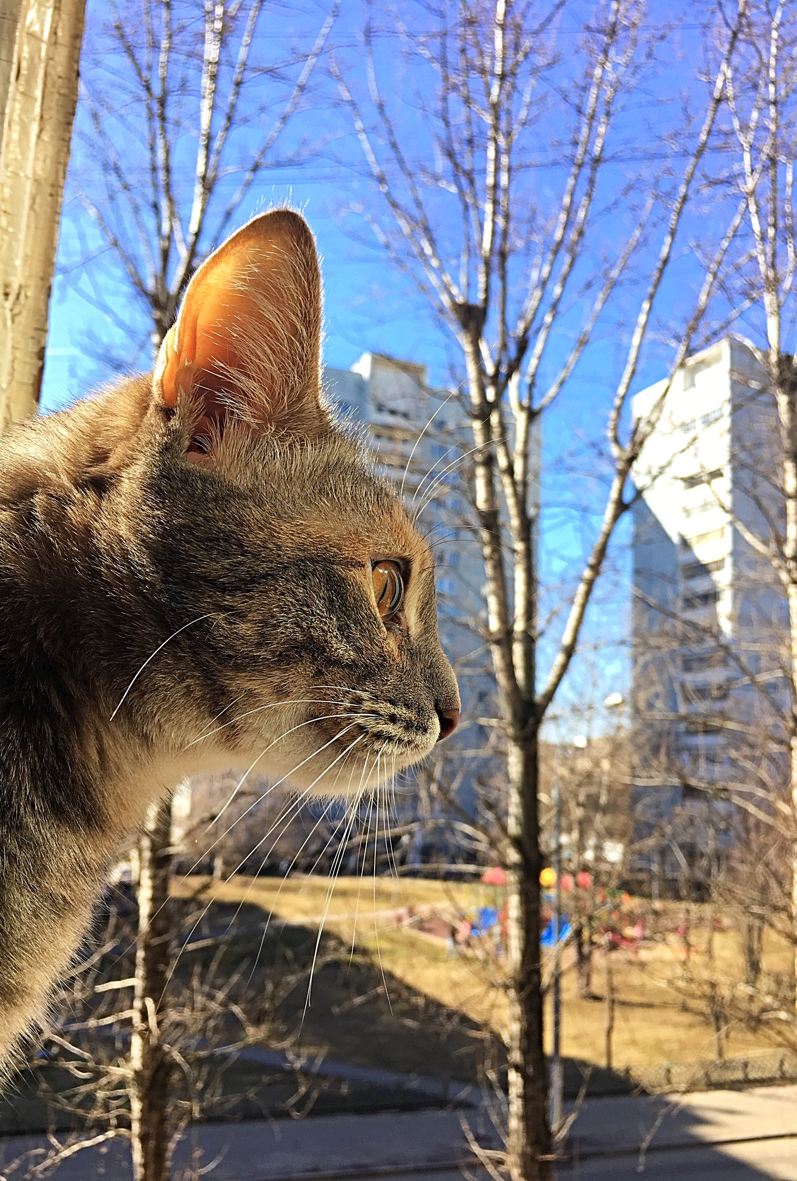 First spring - My, cat, Spring, Longpost