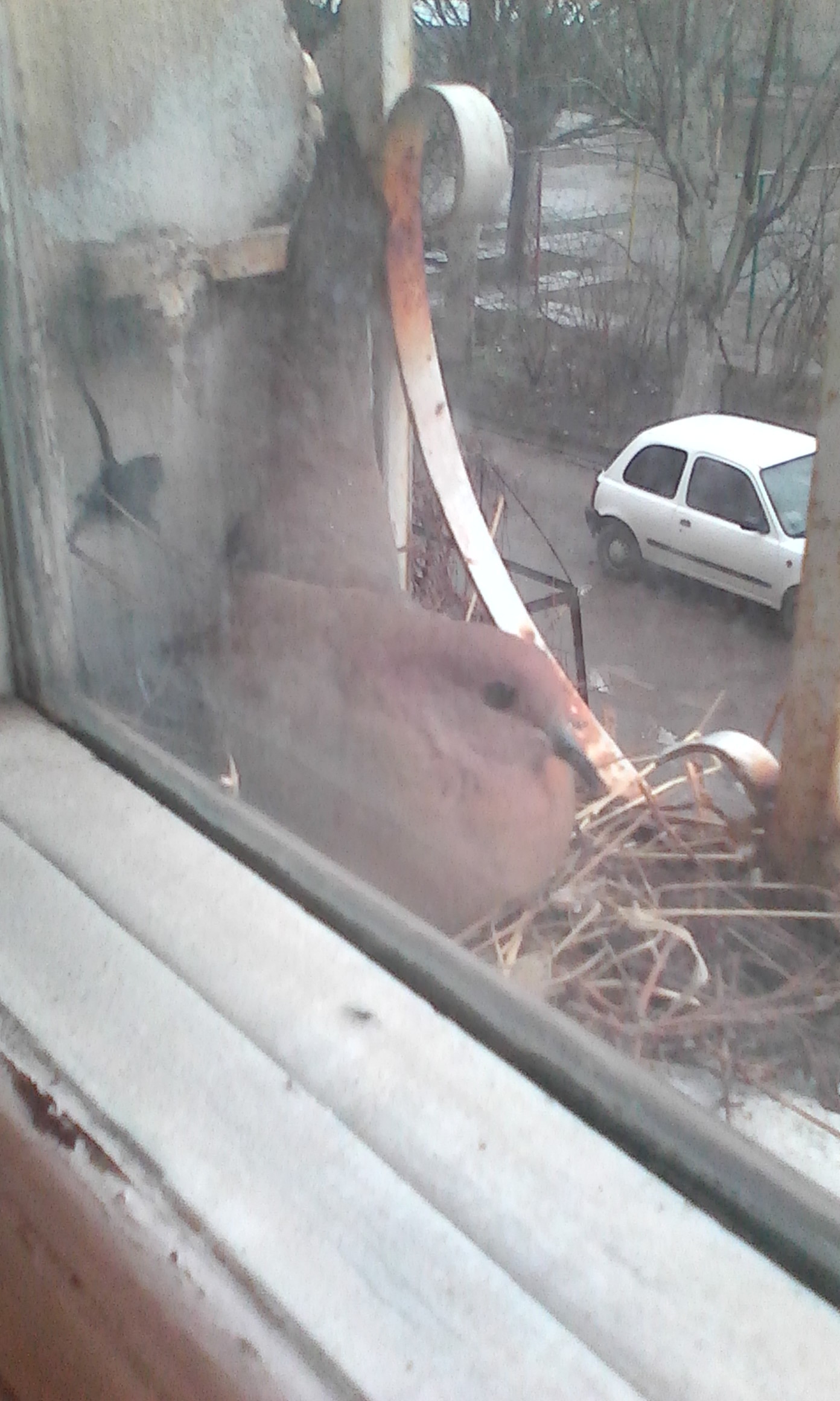 New Neighbor - My, Pigeon, , 