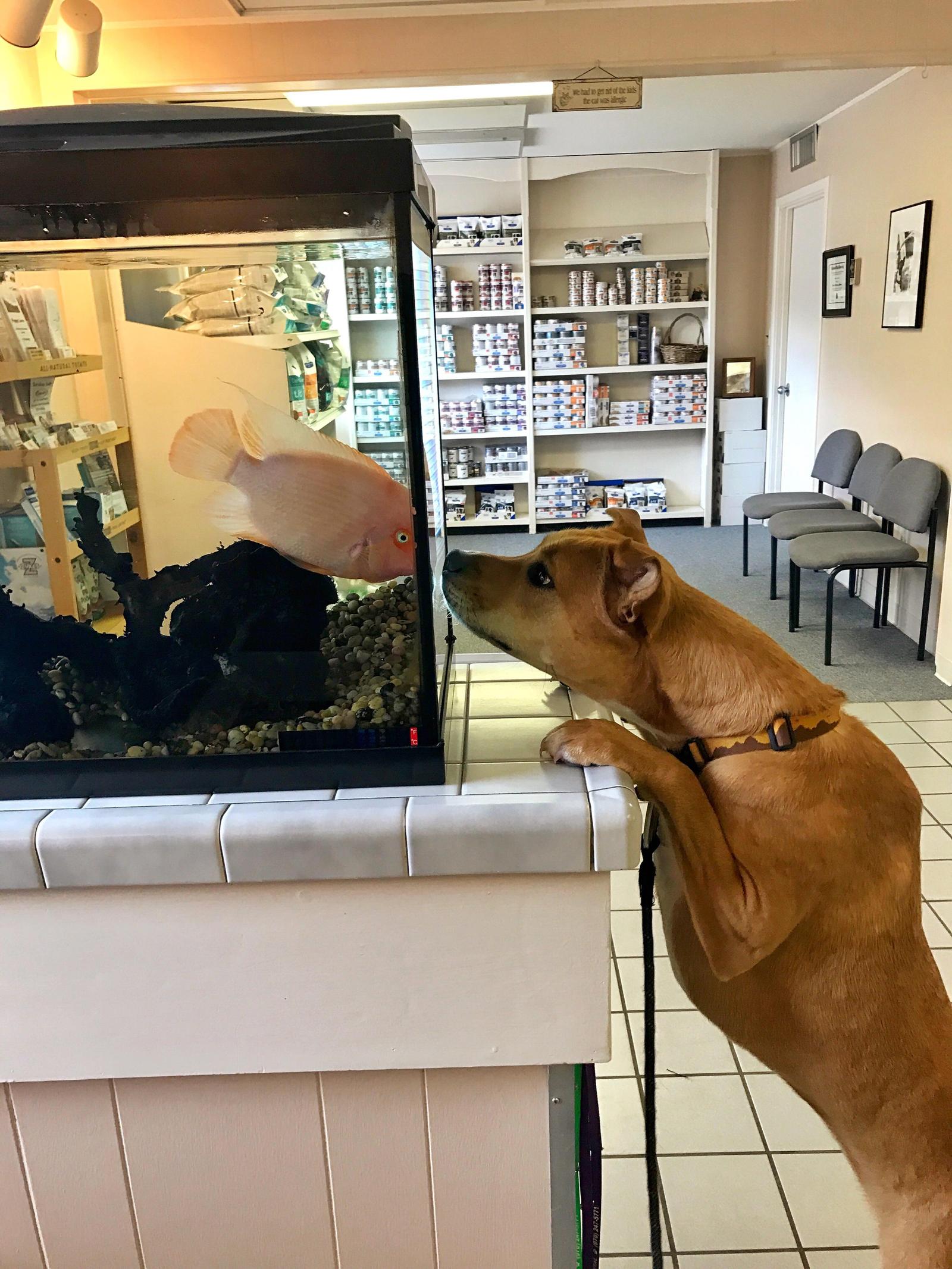 Introduction to the veterinary clinic - Dog, A fish, Aquarium, Acquaintance, Veterinary