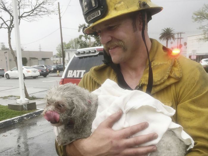 Firefighter Andrew Klein resuscitated a dog named Nalu in a fire rescue - Kindness, Dog, Firefighters, The rescue, Longpost