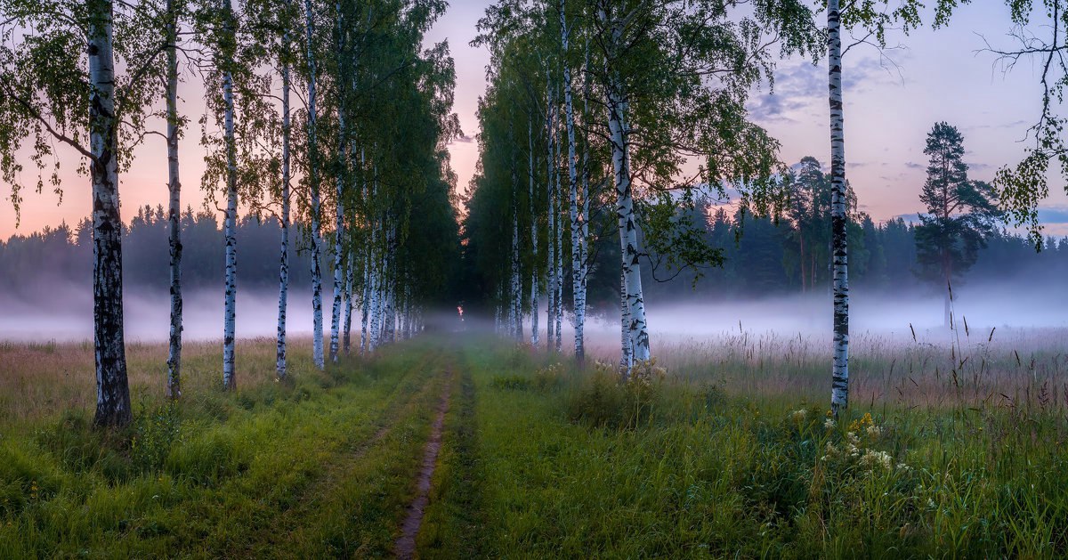 Фото с безупречной, шишкинской композицией - Федор Лашков, Фотография, Природа, Пейзаж, Туман