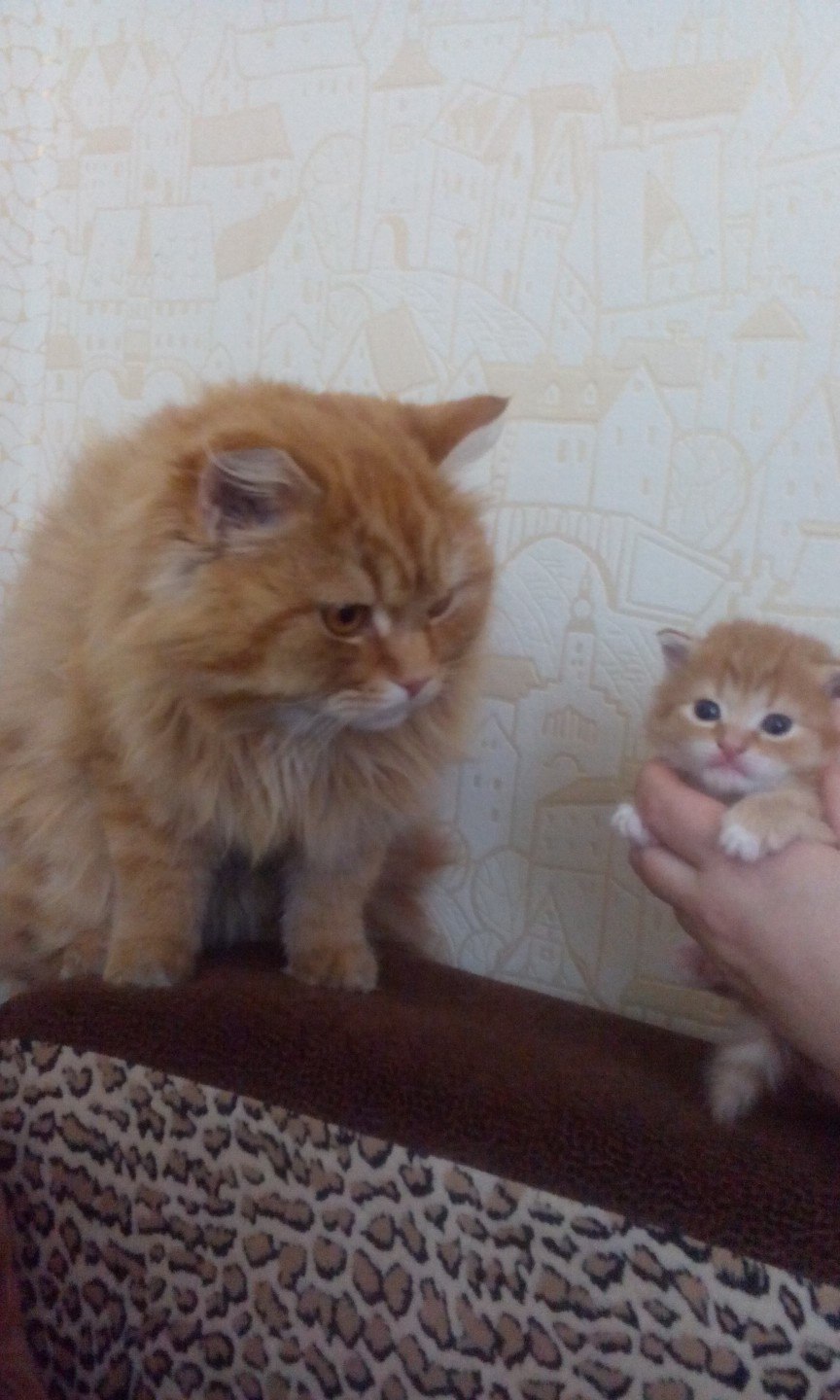 The cat was shown his son for the first time) - My, cat, Redheads, Milota, Longpost