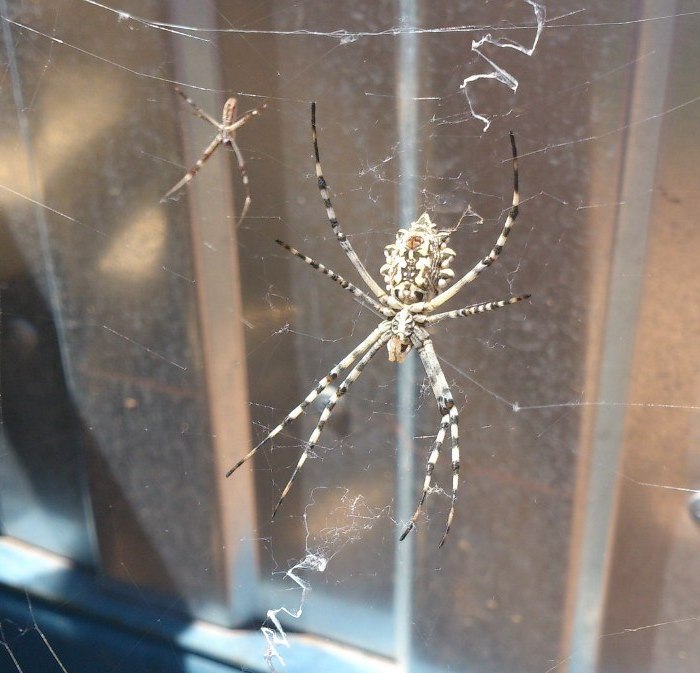 Знакомътесь Argiope lobata - Моё, Argiope Lobata, Харабали, Астраханская Область, Путевые заметки, Паук, Удивительное