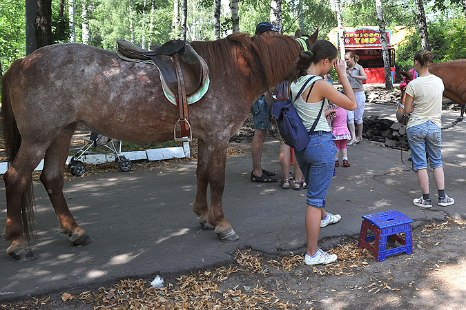 Beggars with horses - My, Beggars, Horses, Impudence