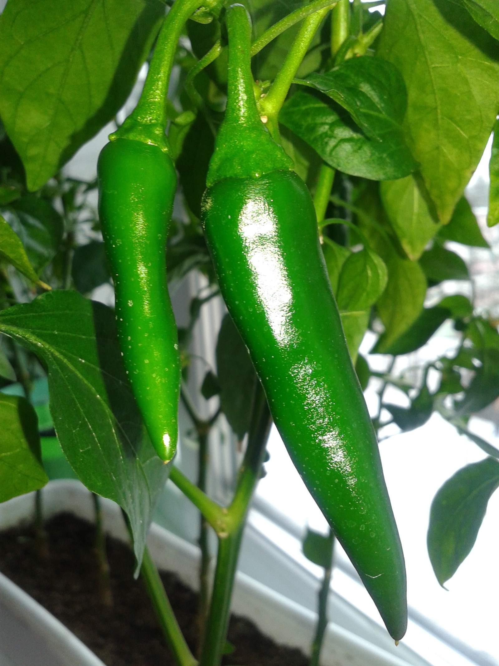 The results of my gardening. Good luck and good harvests to everyone!) - My, Chilli, Garden, Longpost