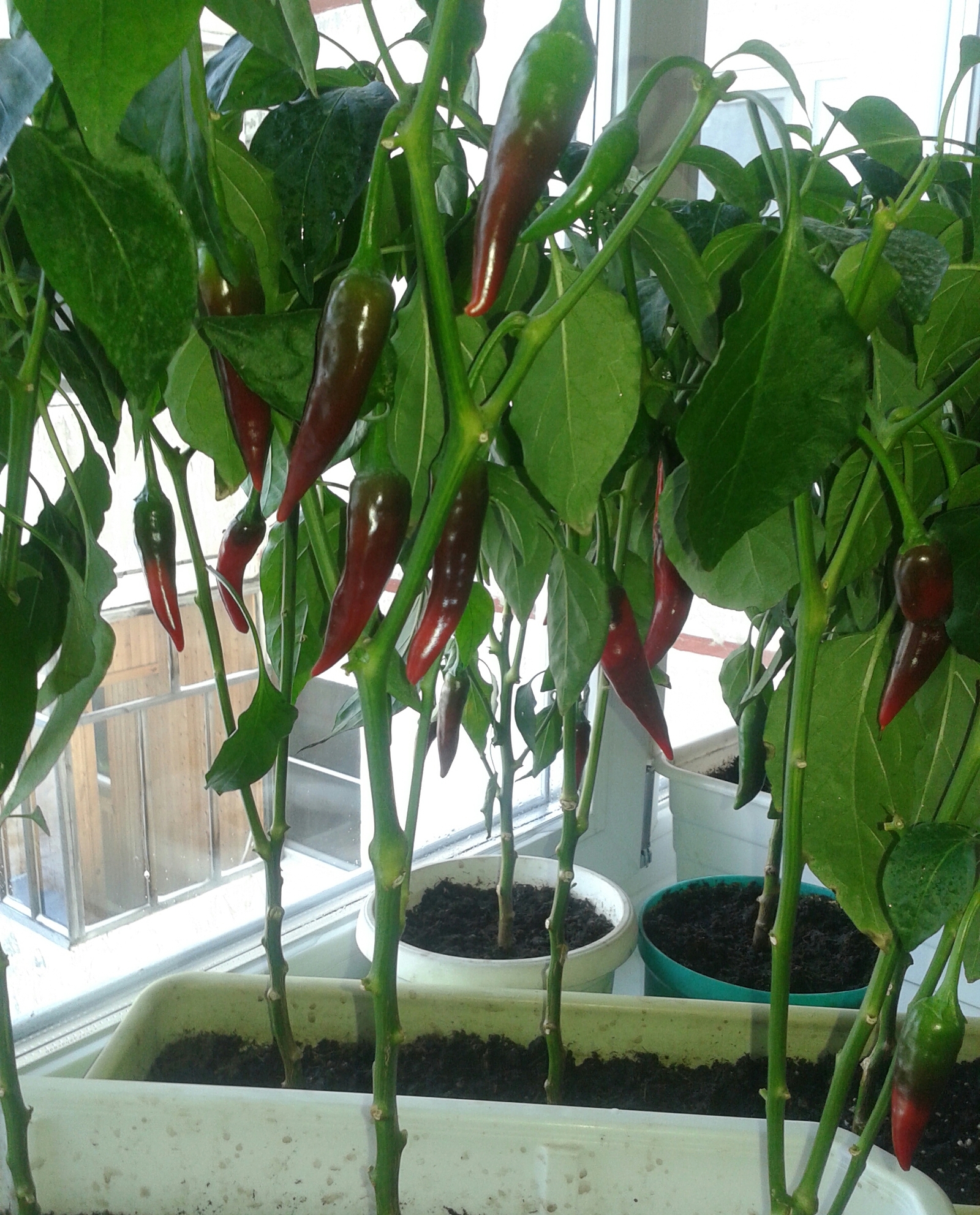 The results of my gardening. Good luck and good harvests to everyone!) - My, Chilli, Garden, Longpost