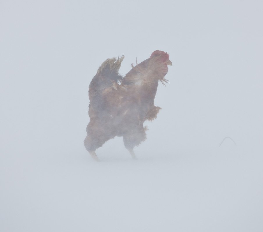 Brave Cockerel in your feed - , Experienced