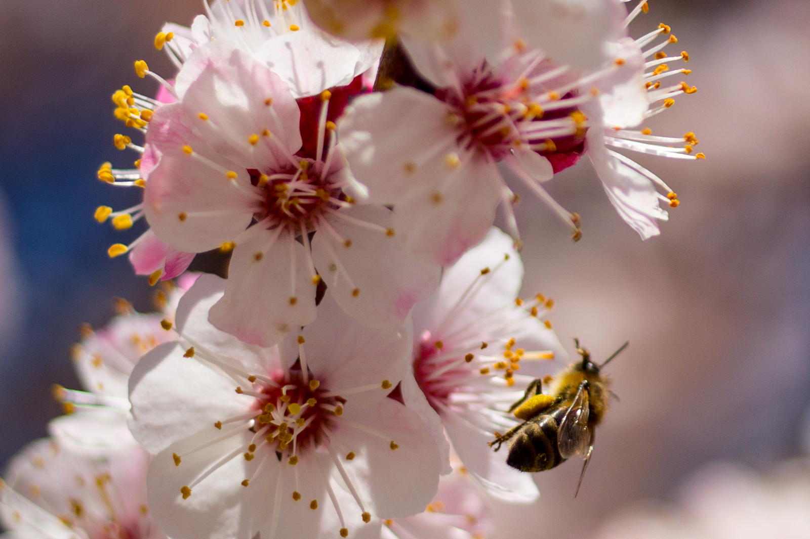 Apricots bloomed in Crimea - My, The photo, Crimea, Flowers, , Apricot, Longpost