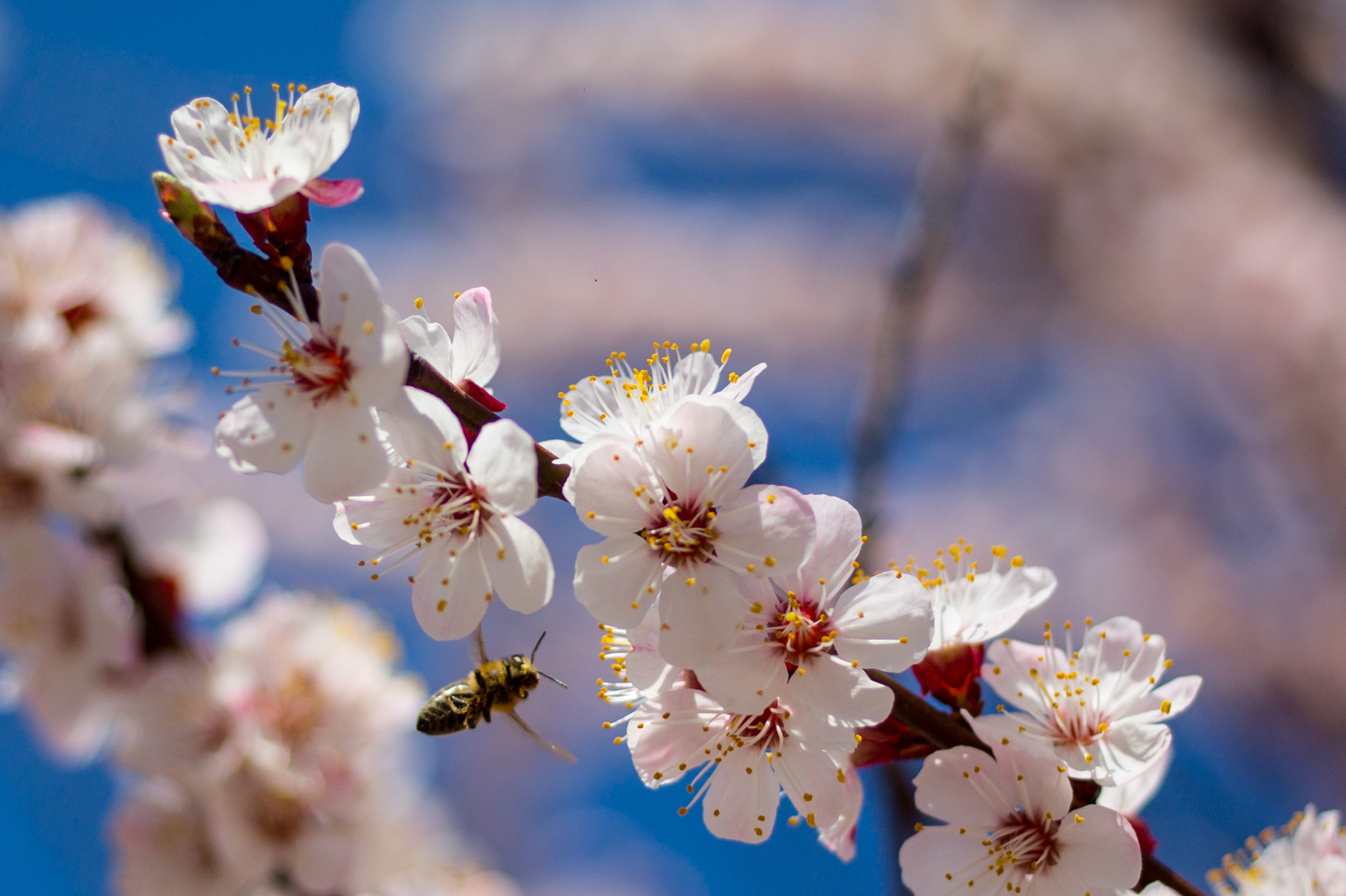 Apricots bloomed in Crimea - My, The photo, Crimea, Flowers, , Apricot, Longpost