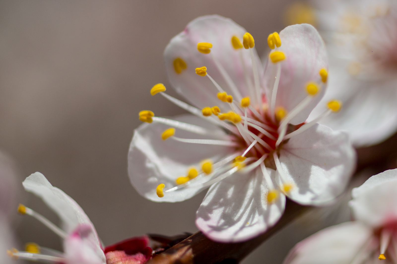 Apricots bloomed in Crimea - My, The photo, Crimea, Flowers, , Apricot, Longpost