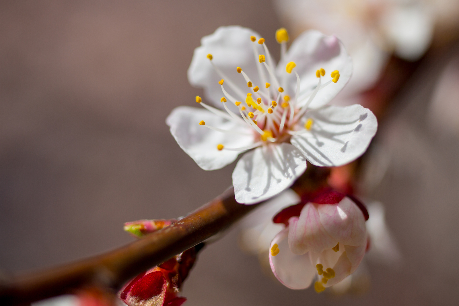 Apricots bloomed in Crimea - My, The photo, Crimea, Flowers, , Apricot, Longpost