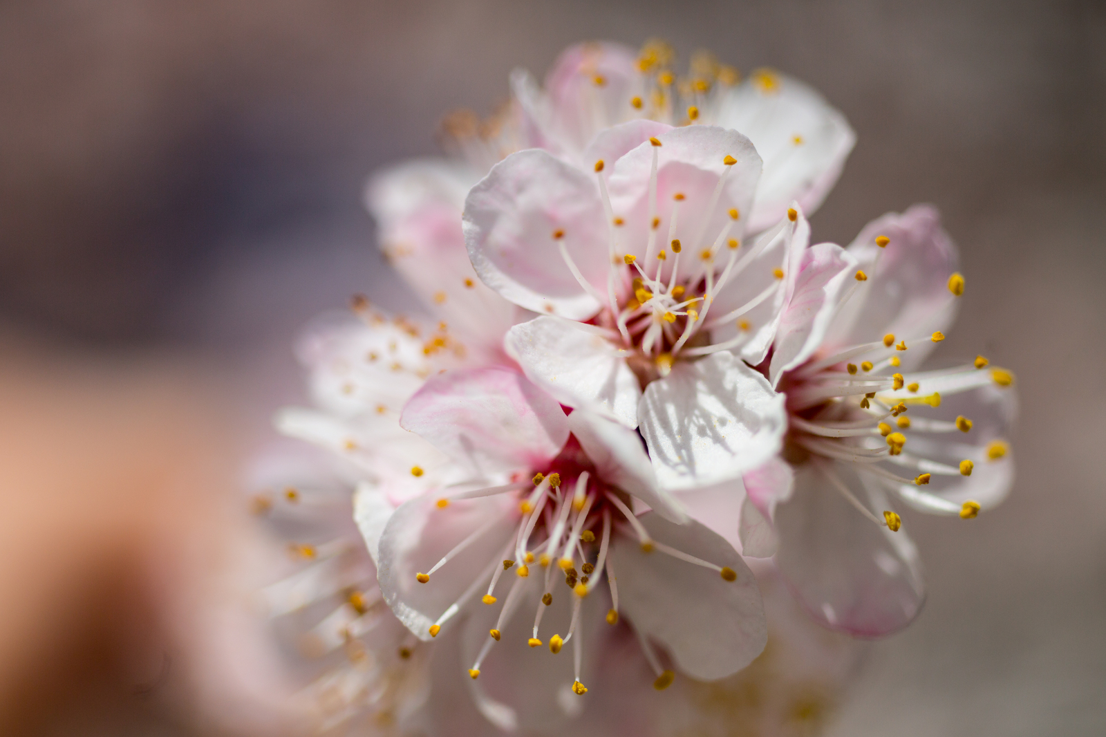 Apricots bloomed in Crimea - My, The photo, Crimea, Flowers, , Apricot, Longpost