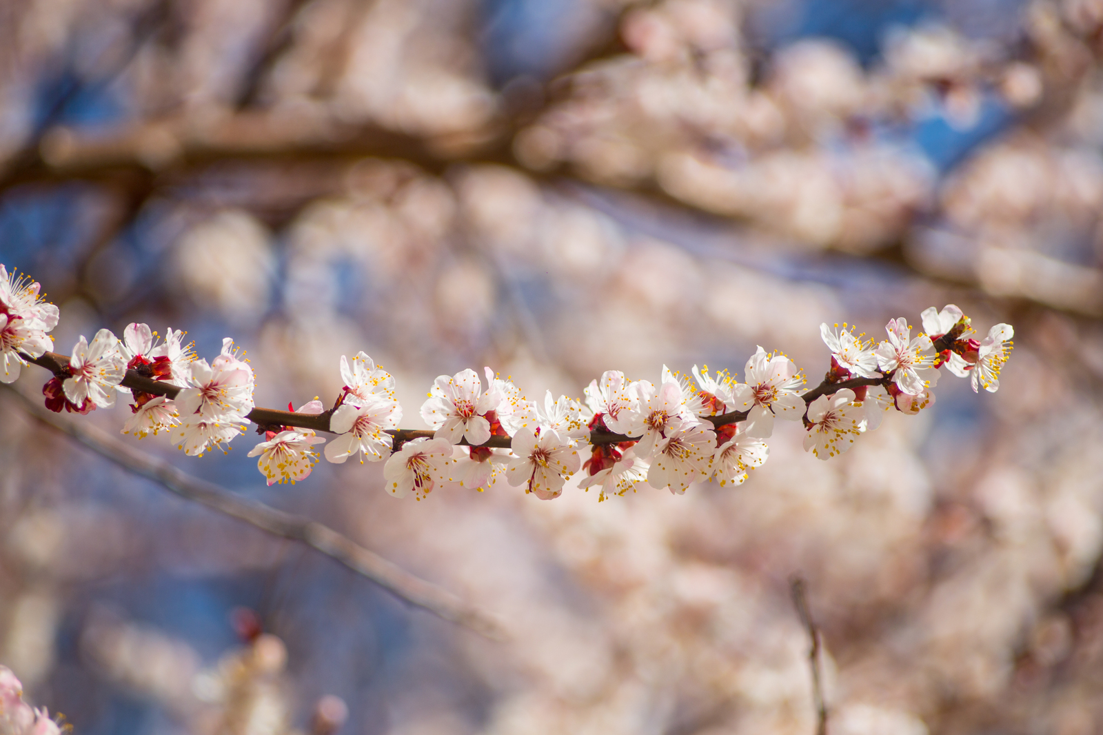 Apricots bloomed in Crimea - My, The photo, Crimea, Flowers, , Apricot, Longpost