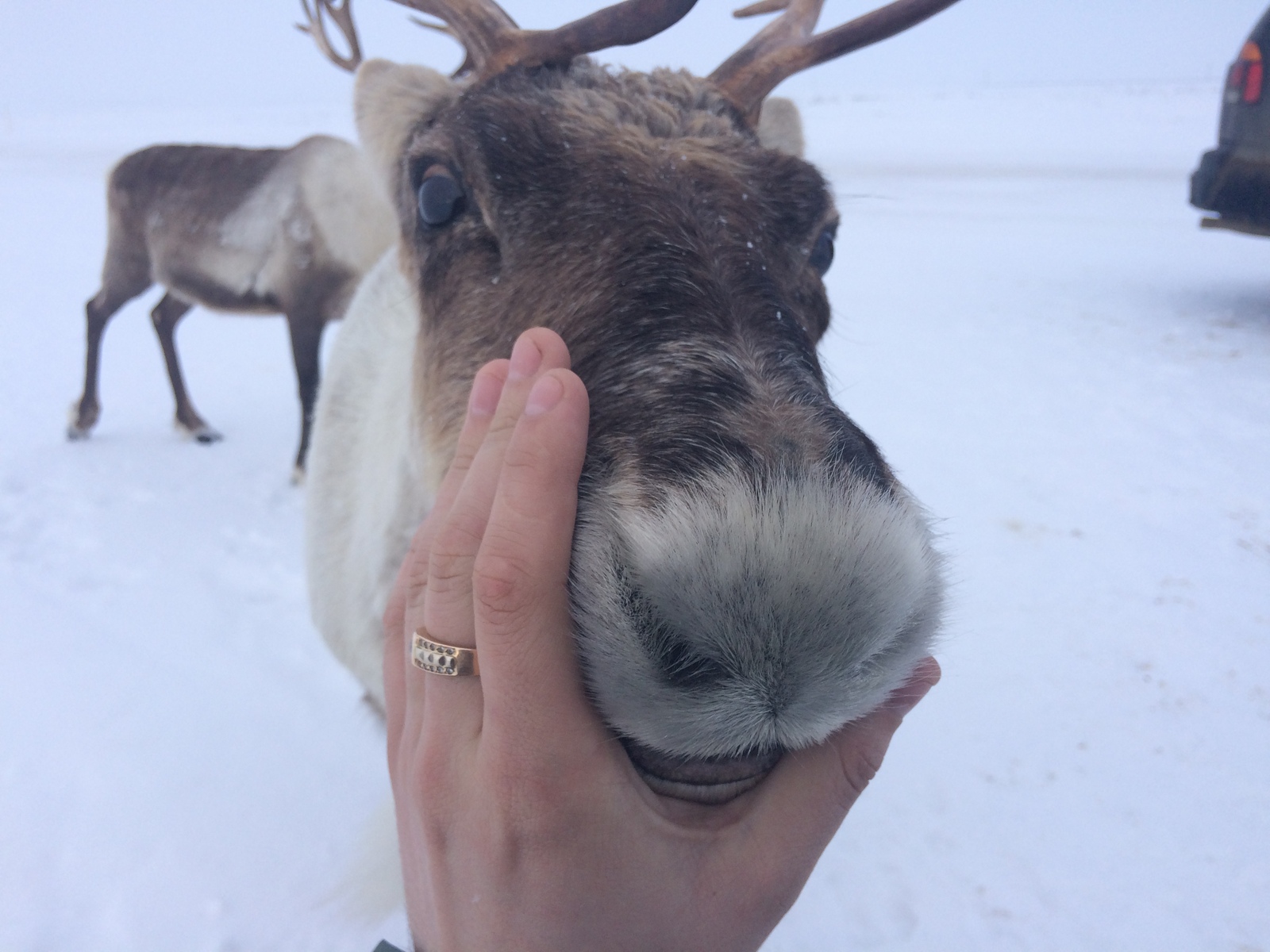 Olezhik - My, Winter, Russia, Deer, Deer