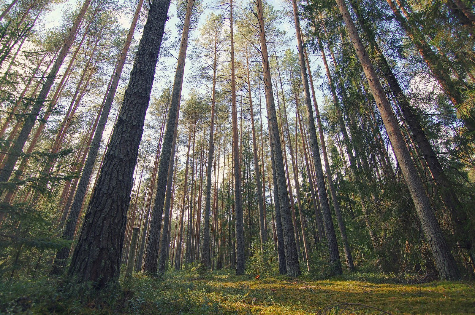 Несколько фото осеннего леса - Моё, Лес, Фотография, Тверская область, Осень