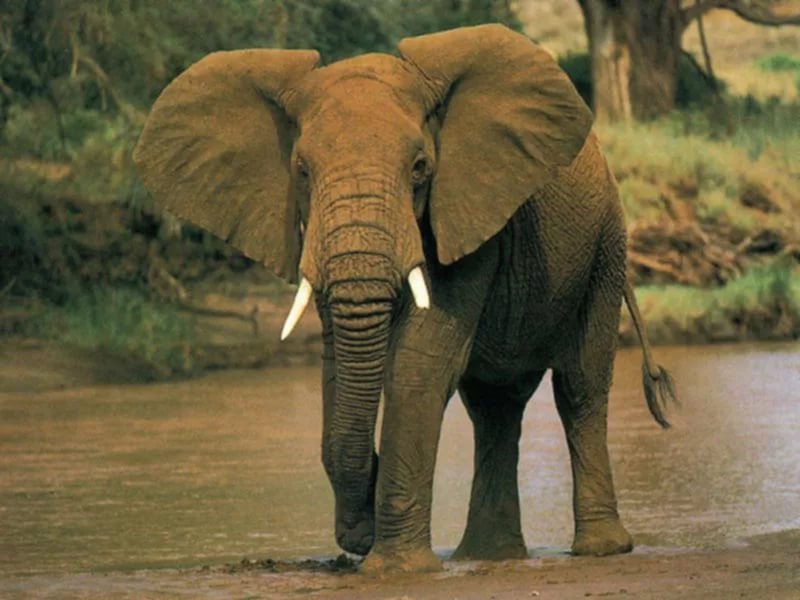 Interesting Elephant Facts - Elephants, Facts, Longpost