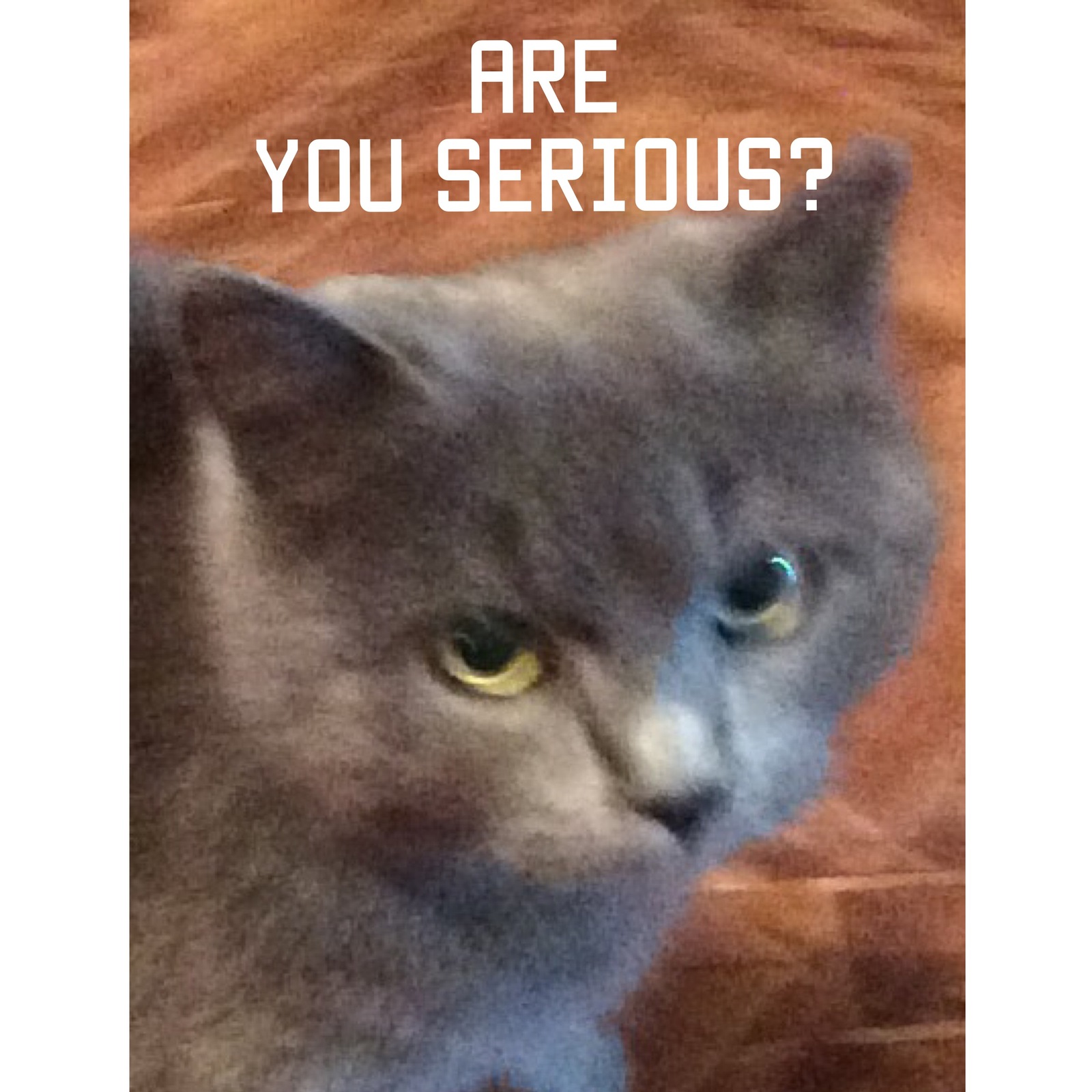 When someone says they're better at fumbling with memes - My, Seriously, cat