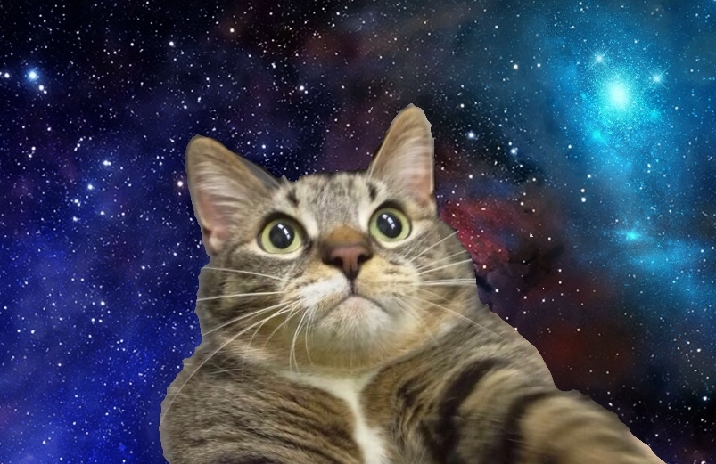кот на фоне космоса