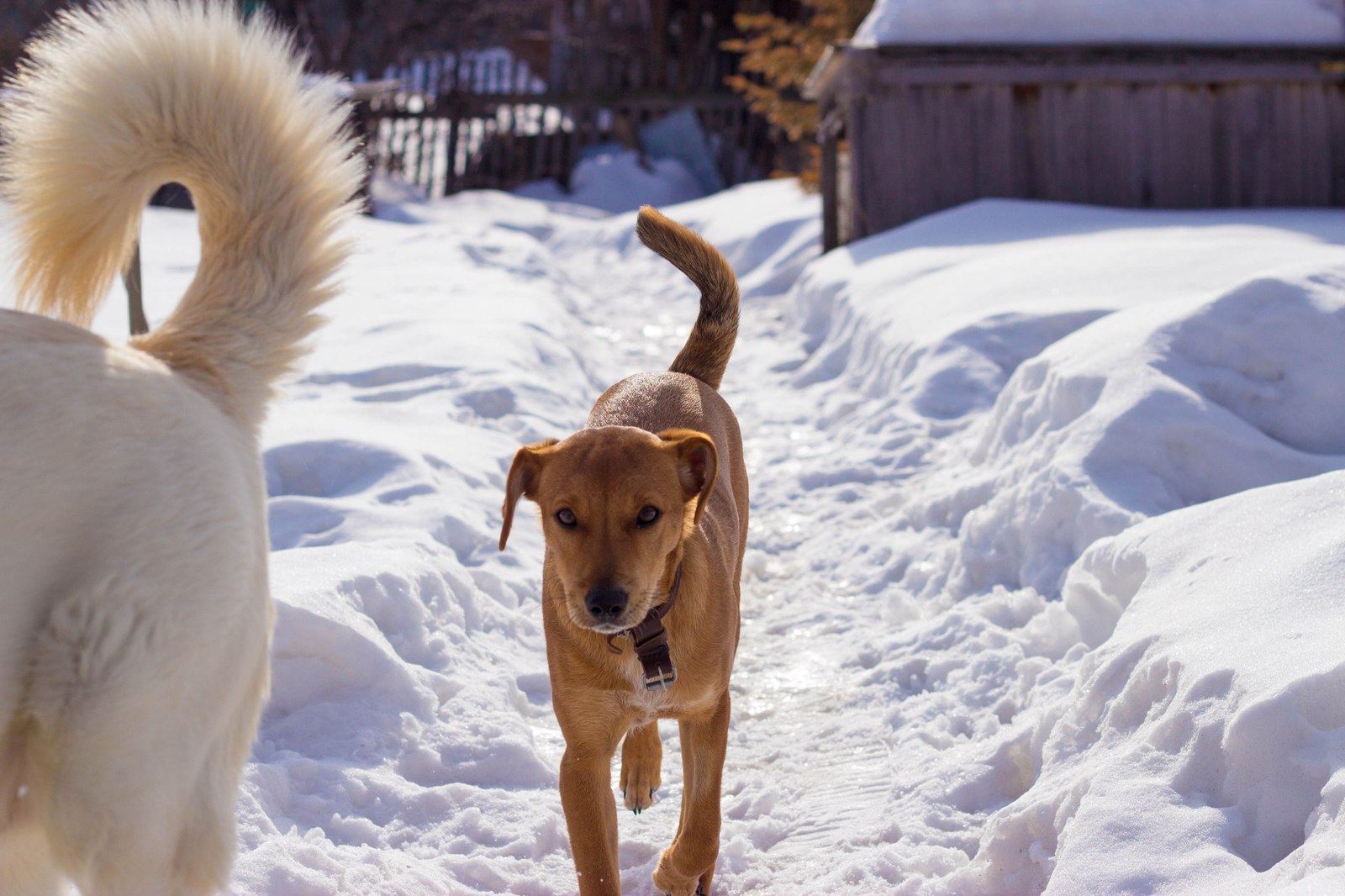 Chelyabinsk, I will give the dog in good hands! - Chelyabinsk, Dog, Help, Good league, In good hands, Longpost