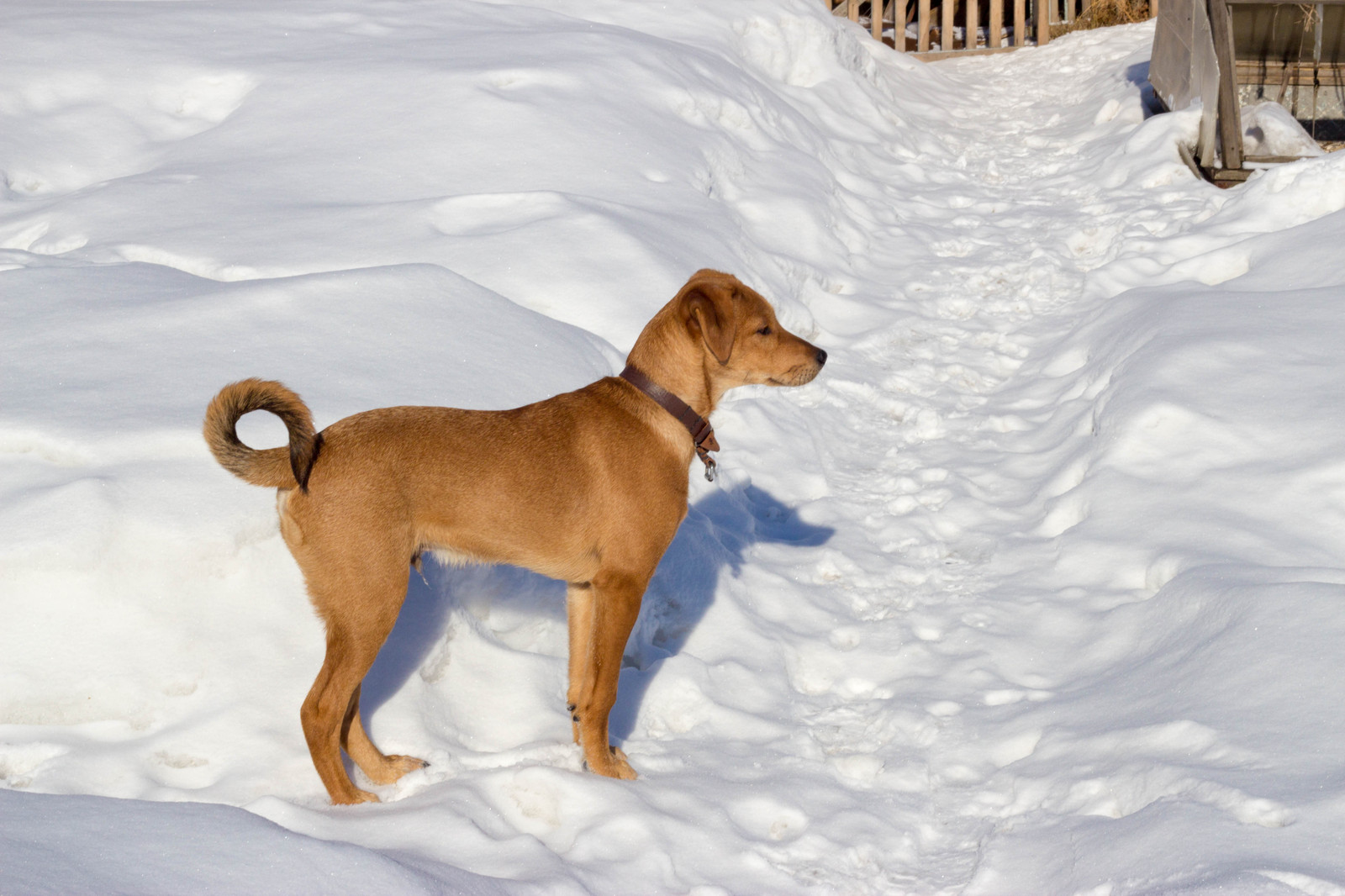 Chelyabinsk, I will give the dog in good hands! - Chelyabinsk, Dog, Help, Good league, In good hands, Longpost