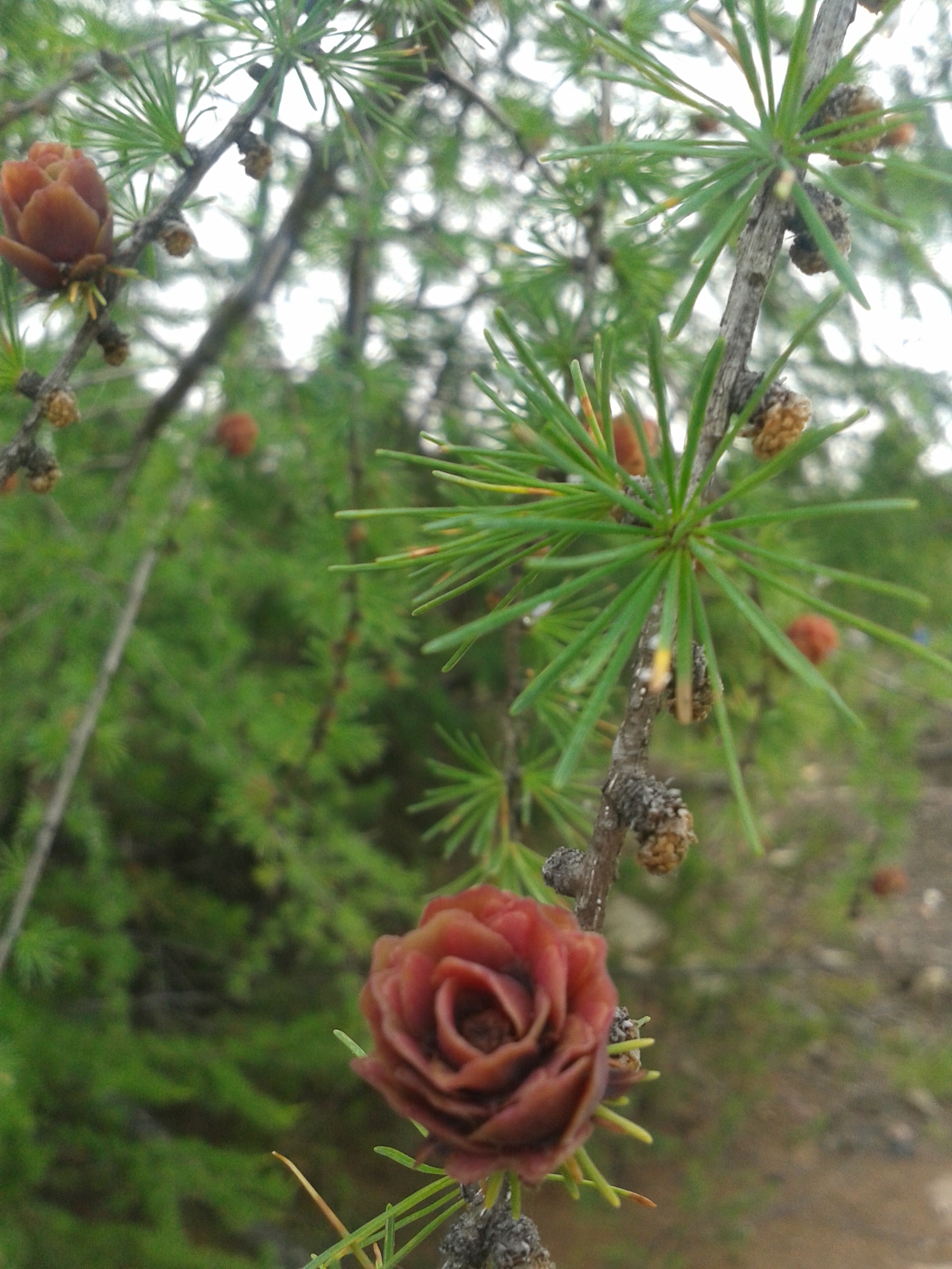 larch cones - My, wildlife, Cones, Longpost