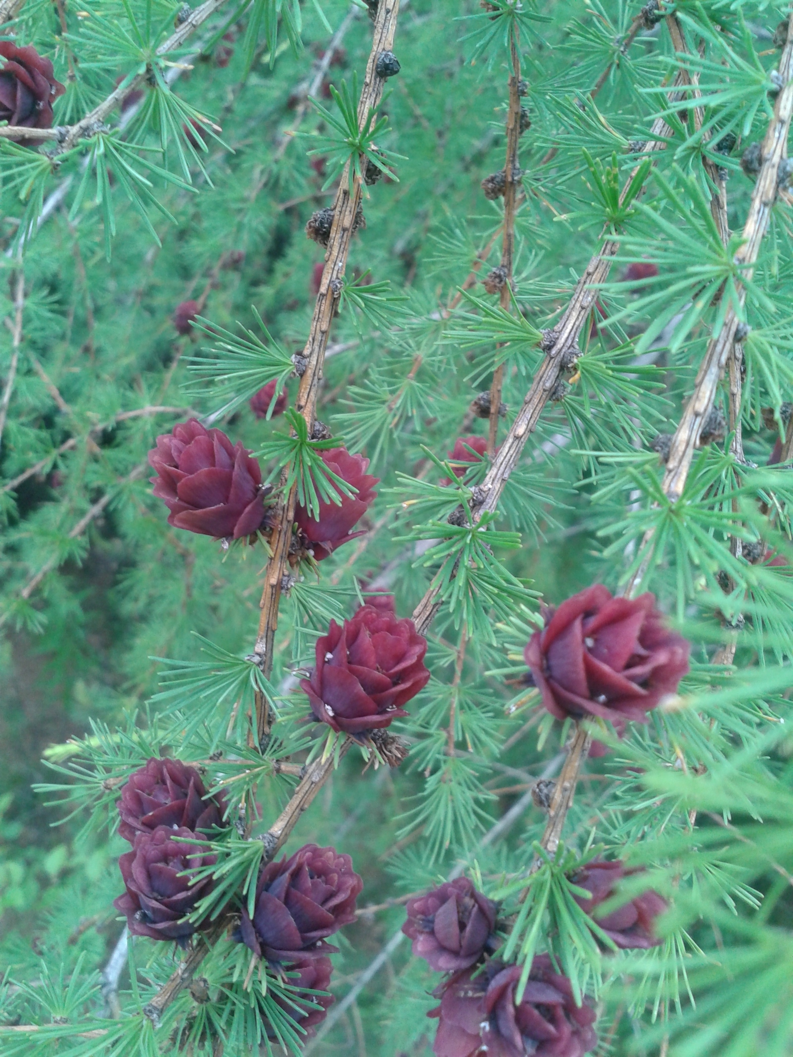 larch cones - My, wildlife, Cones, Longpost