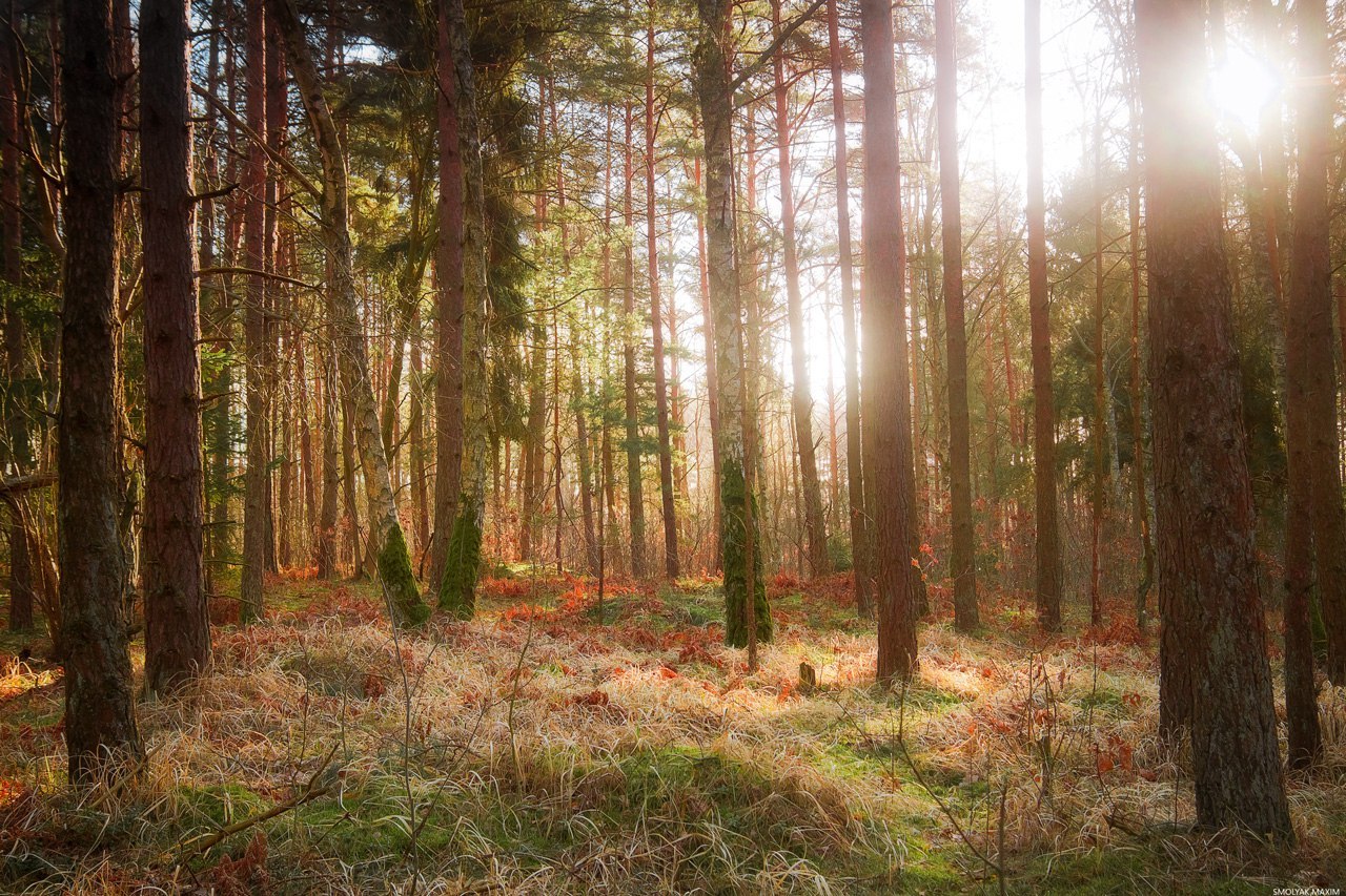 Балтийский Сосновый лес