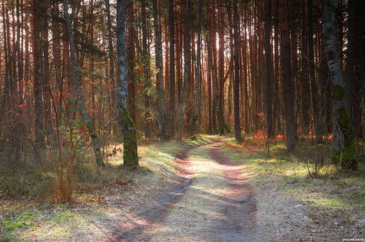 Балтийский лес - Калининградская область, Россия, Фотография, Пейзаж, Лес, Лето, Солнце, Природа, Длиннопост