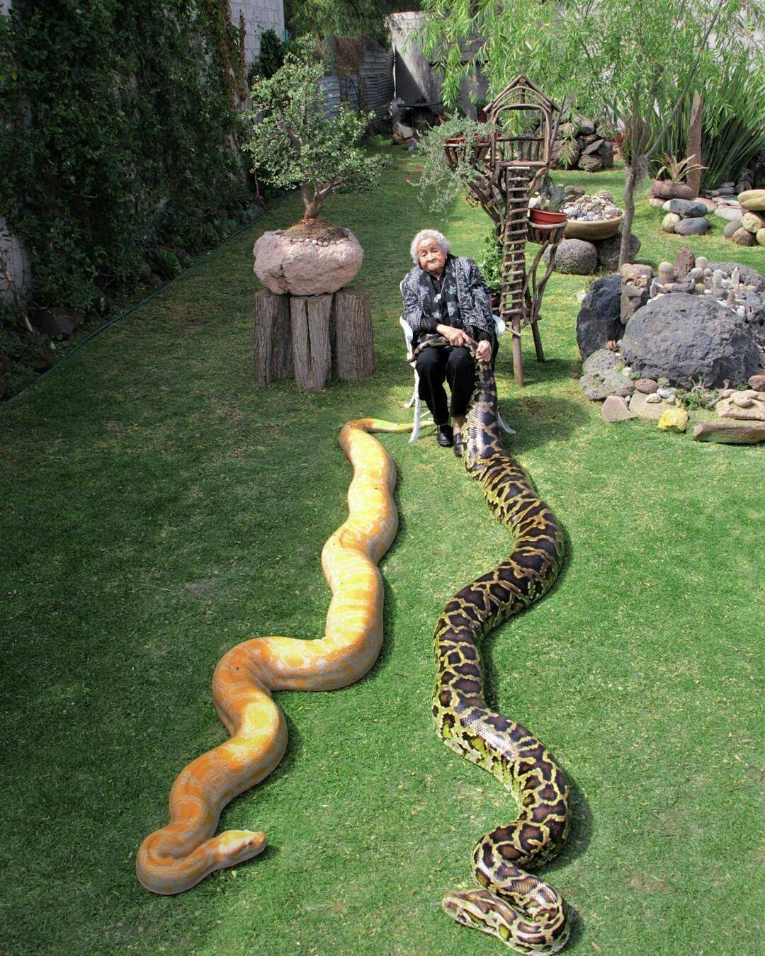 The old woman and her pets - Python, Old lady, Pet, Snake, Pets