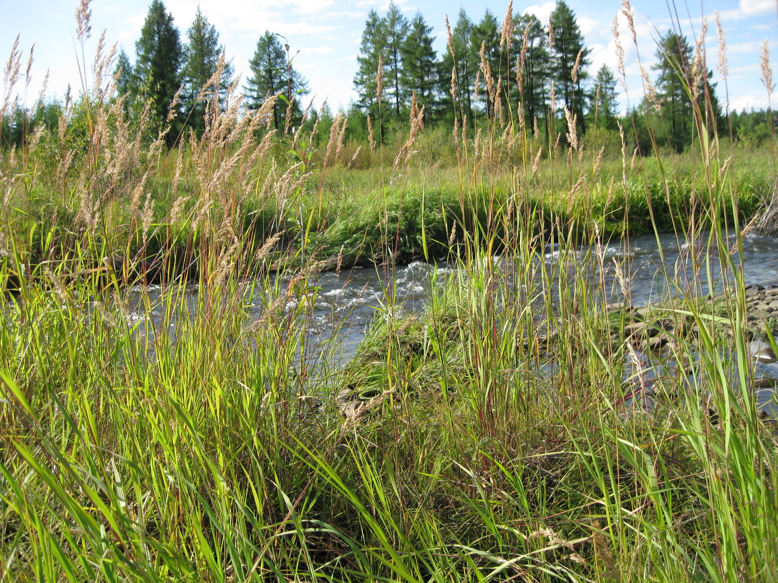 Summer is coming .. filmed in Yakutia - My, wildlife, beauty of nature, Longpost