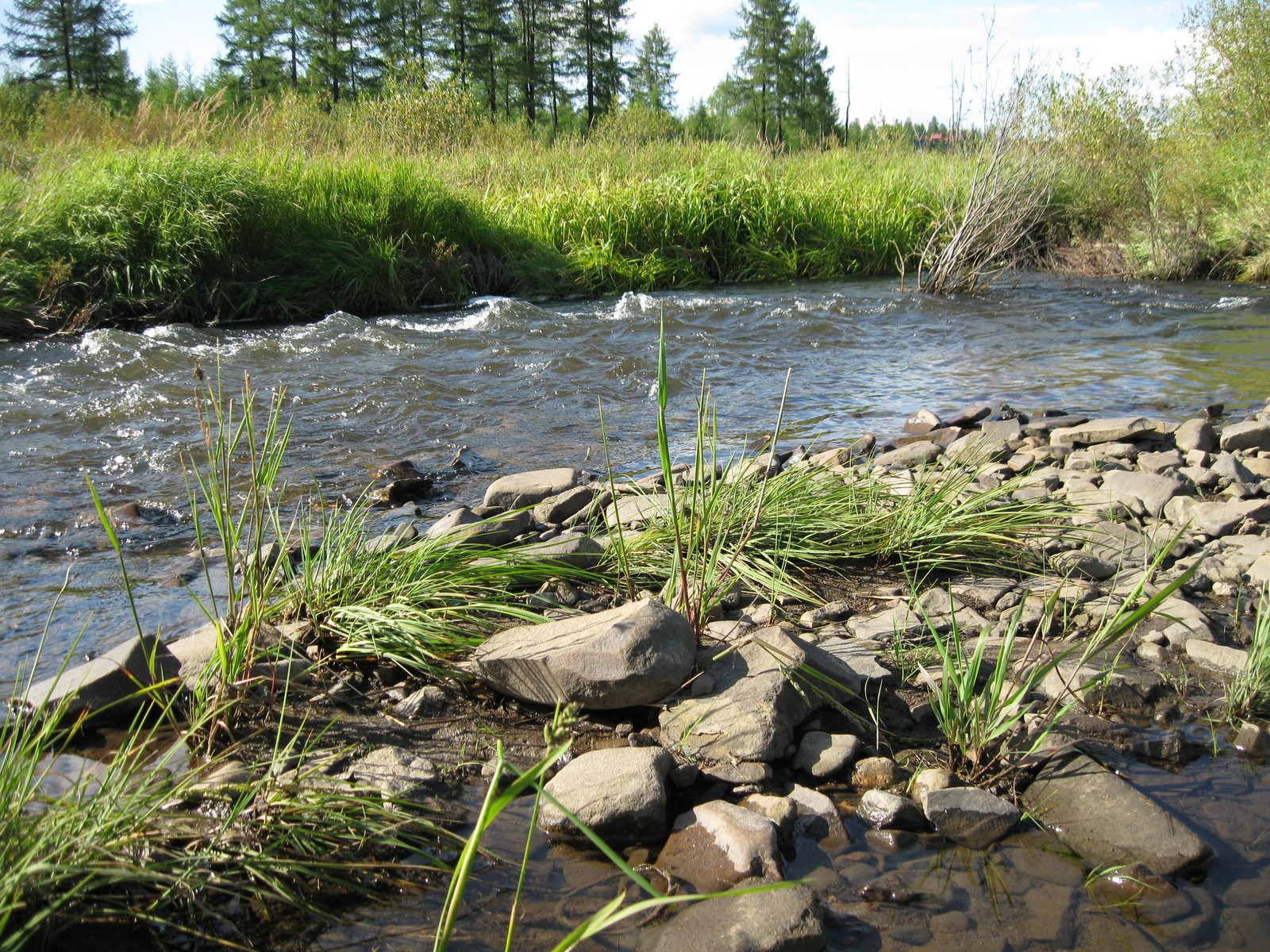 Summer is coming .. filmed in Yakutia - My, wildlife, beauty of nature, Longpost