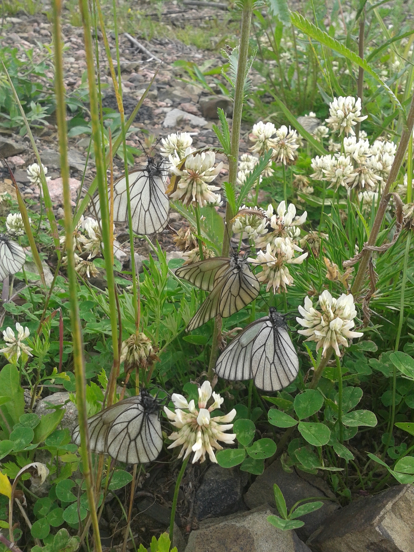 Summer is coming .. filmed in Yakutia - My, wildlife, beauty of nature, Longpost