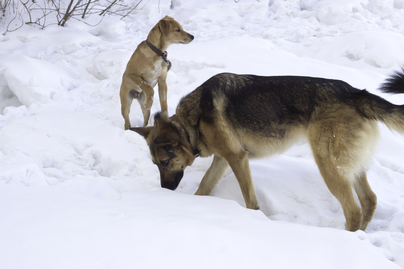 Chelyabinsk, I will give the dog in good hands! - Chelyabinsk, Dog, Help, Good league, In good hands, Longpost