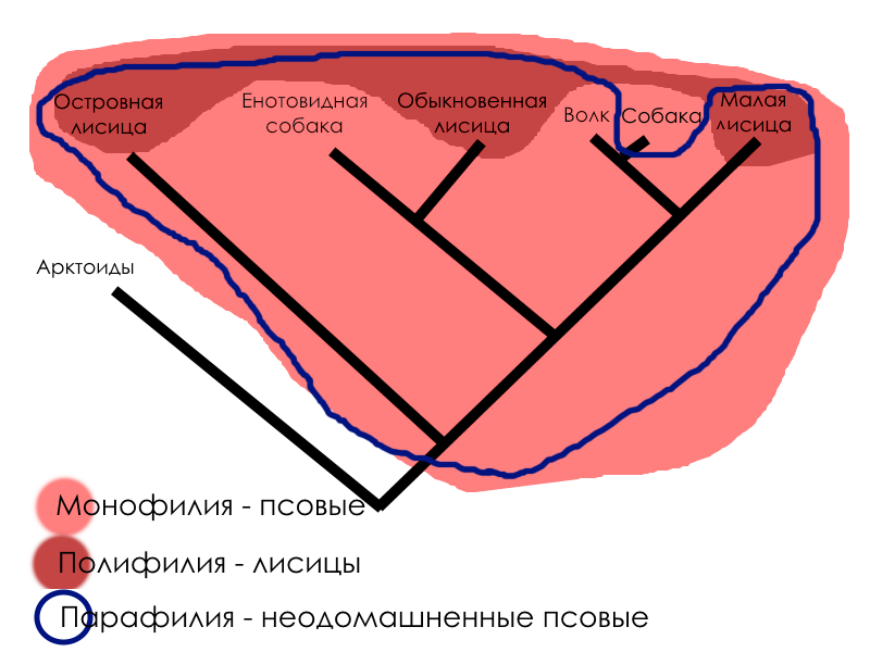 Схема полифилии вейденрейха