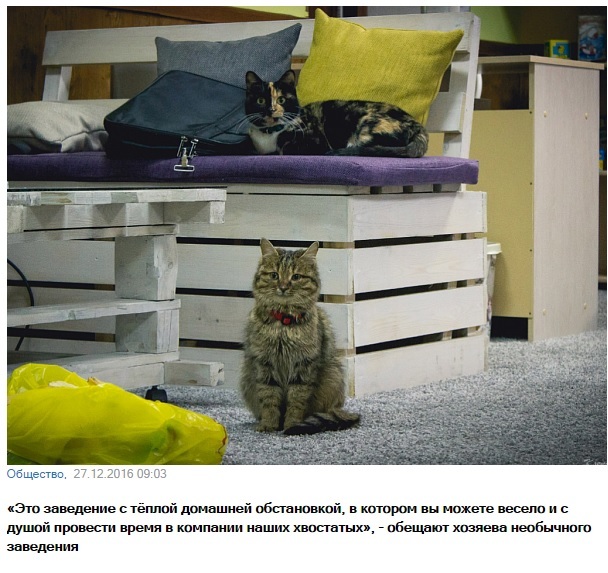 The history of the cat cafe in the bowels of Eastern Siberia - Cat cafe, cat, Startup, Overcoming, Longpost