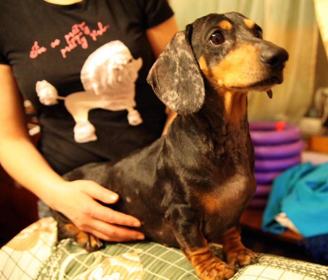 Irkutsk! To whom is the tax? - My, Irkutsk, Dachshund, Help, I'll give it to good hands, , Longpost, Dog, In good hands