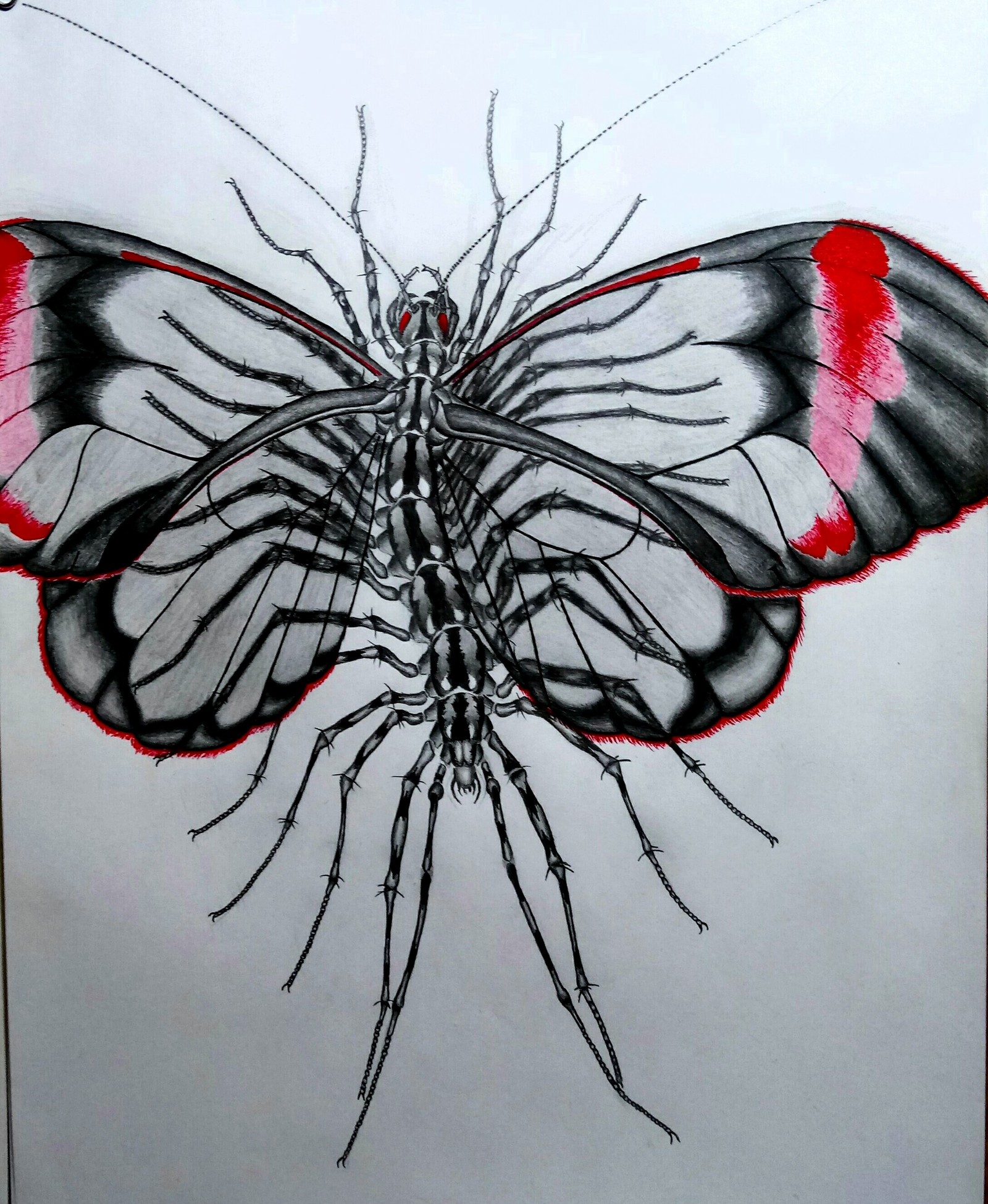 Scootiger - My, Drawing, Centipede, Butterfly, Hybrid