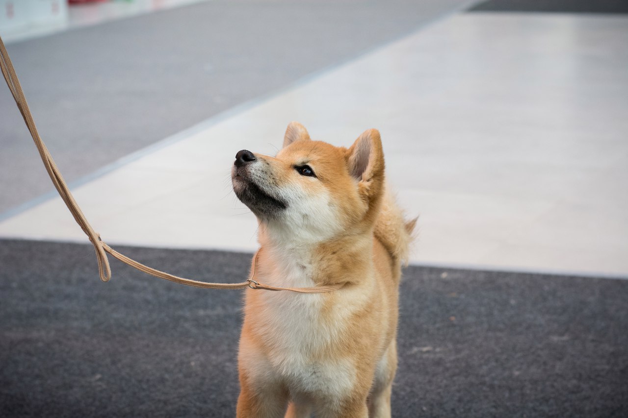 Attentiveness - My, Puppies, Pet, Dog, Shiba Inu, Pets