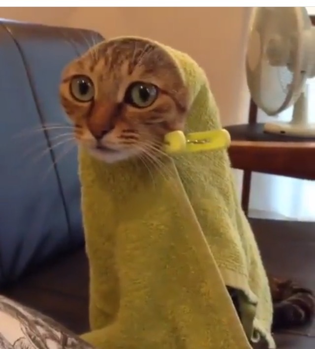 When, after a shower, I wrapped myself in a blanket, but forgot to take the TV remote control. - My, Humor, cat