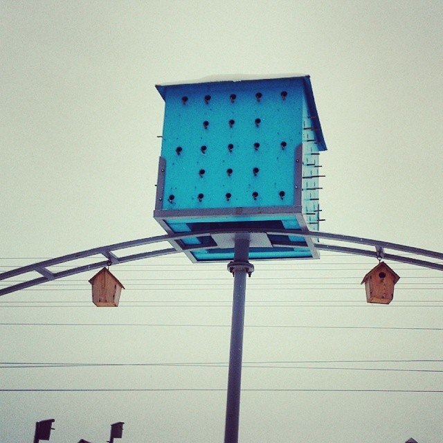 Dormitory birdhouses - My, Birdhouse, Samara Region, Travel notes, Amazing, , Dormitory, Longpost