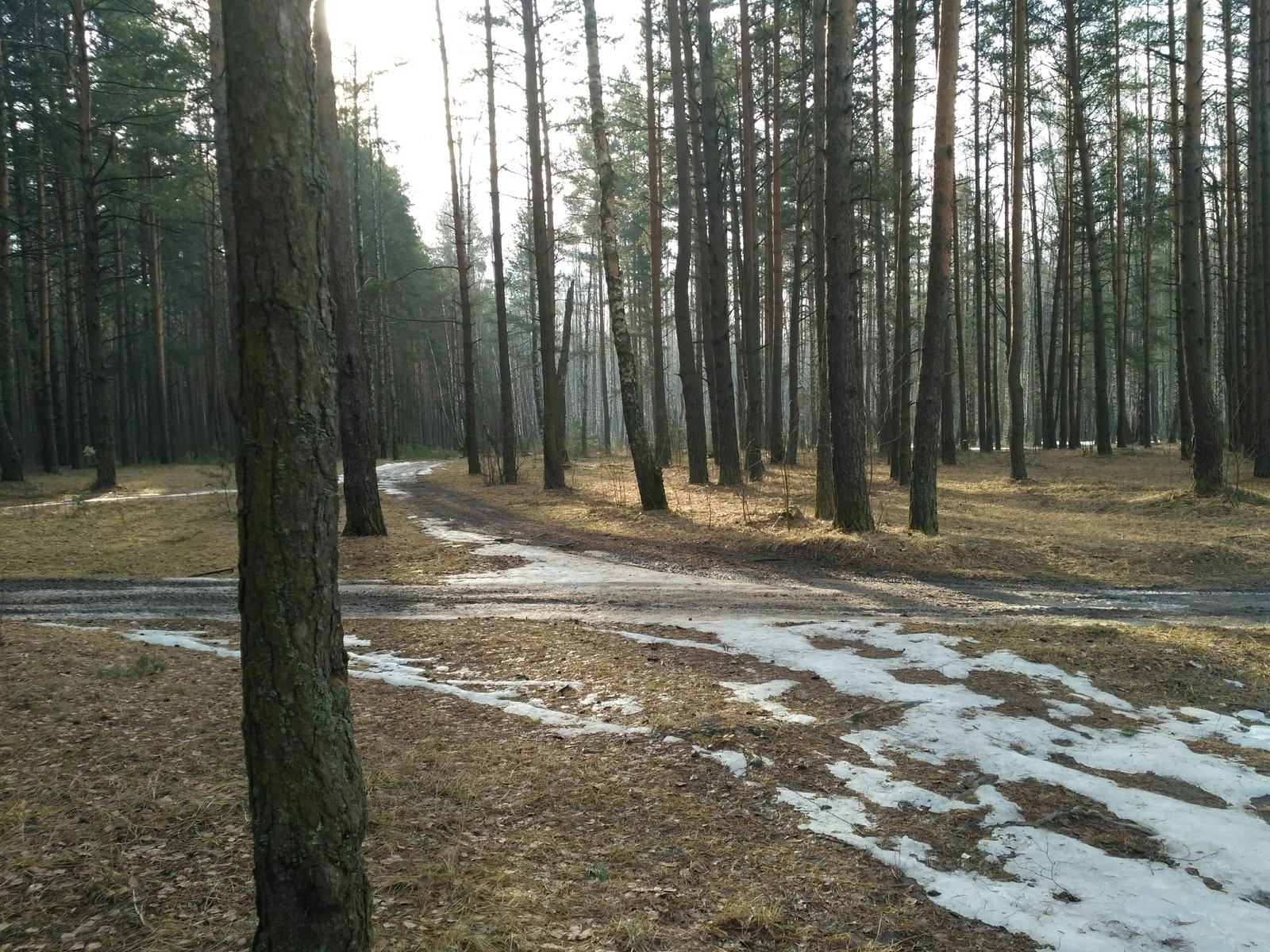 Лесок утром - Лес, Утро, Солнце