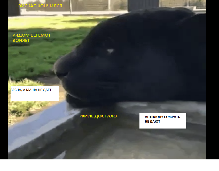 ПАНТЕРА | Пикабу