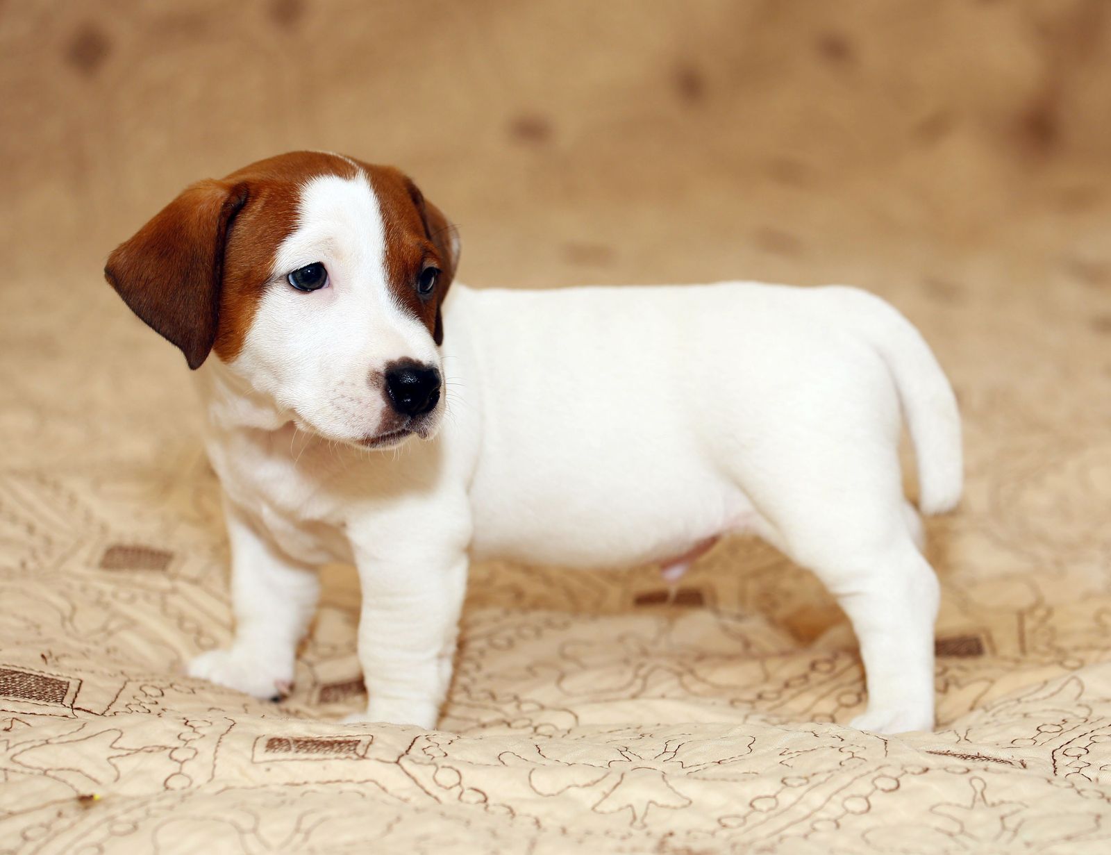 Jack Russell Terrier - My, Jack Russell Terrier, The photo, My, Puppies, Canon 5D, Longpost