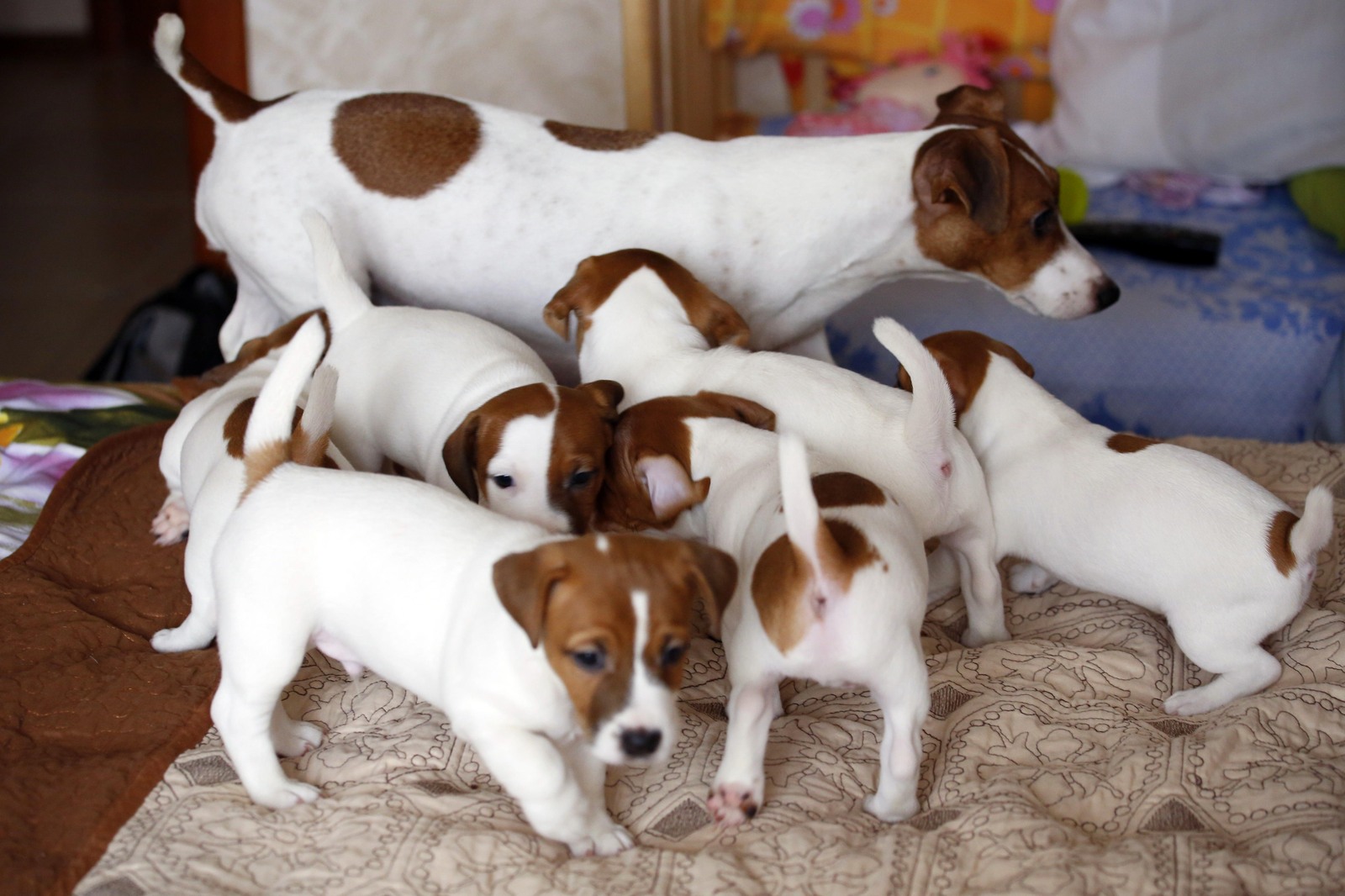 Jack Russell Terrier - My, Jack Russell Terrier, The photo, My, Puppies, Canon 5D, Longpost